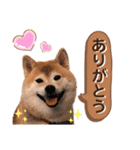柴犬ぎんのスタンプ4（個別スタンプ：15）