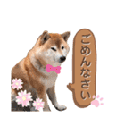 柴犬ぎんのスタンプ4（個別スタンプ：16）