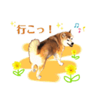 柴犬ぎんのスタンプ4（個別スタンプ：17）