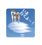 柴犬ぎんのスタンプ4（個別スタンプ：18）