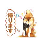 柴犬ぎんのスタンプ4（個別スタンプ：19）