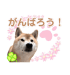 柴犬ぎんのスタンプ4（個別スタンプ：20）