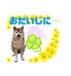 柴犬ぎんのスタンプ4（個別スタンプ：21）
