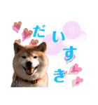 柴犬ぎんのスタンプ4（個別スタンプ：22）
