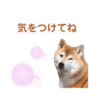 柴犬ぎんのスタンプ4（個別スタンプ：23）