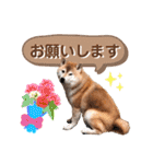 柴犬ぎんのスタンプ4（個別スタンプ：24）