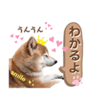柴犬ぎんのスタンプ4（個別スタンプ：25）