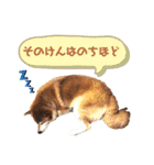 柴犬ぎんのスタンプ4（個別スタンプ：26）