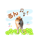 柴犬ぎんのスタンプ4（個別スタンプ：27）