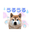 柴犬ぎんのスタンプ4（個別スタンプ：28）
