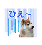 柴犬ぎんのスタンプ4（個別スタンプ：29）