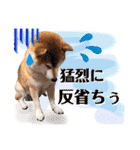柴犬ぎんのスタンプ4（個別スタンプ：30）