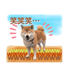 柴犬ぎんのスタンプ4（個別スタンプ：32）