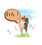 柴犬ぎんのスタンプ4（個別スタンプ：33）