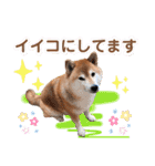 柴犬ぎんのスタンプ4（個別スタンプ：34）