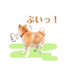 柴犬ぎんのスタンプ4（個別スタンプ：35）