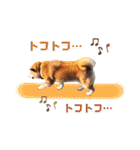 柴犬ぎんのスタンプ4（個別スタンプ：36）