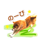 柴犬ぎんのスタンプ4（個別スタンプ：37）