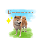 柴犬ぎんのスタンプ4（個別スタンプ：38）