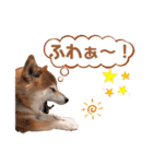 柴犬ぎんのスタンプ4（個別スタンプ：39）