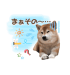 柴犬ぎんのスタンプ4（個別スタンプ：40）
