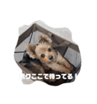 wanswanswans（個別スタンプ：3）
