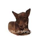 wanswanswans（個別スタンプ：15）