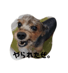 wanswanswans（個別スタンプ：20）