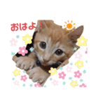 茶トラのムク（個別スタンプ：1）