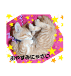 茶トラのムク（個別スタンプ：3）