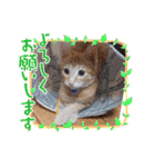 茶トラのムク（個別スタンプ：5）