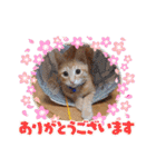 茶トラのムク（個別スタンプ：6）