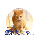 茶トラのムク（個別スタンプ：20）