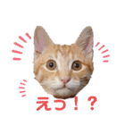茶トラのムク（個別スタンプ：22）