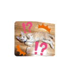 茶トラのムク（個別スタンプ：25）