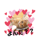 茶トラのムク（個別スタンプ：27）