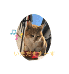 野良猫の日常 その2（個別スタンプ：1）