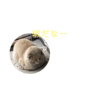 野良猫の日常 その2（個別スタンプ：2）