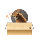 野良猫の日常 その2（個別スタンプ：4）