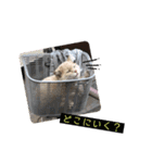 野良猫の日常 その2（個別スタンプ：6）