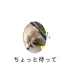 野良猫の日常 その2（個別スタンプ：7）