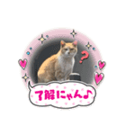 野良猫の日常 その2（個別スタンプ：8）