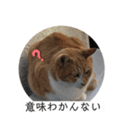 野良猫の日常 その2（個別スタンプ：9）