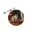 野良猫の日常 その2（個別スタンプ：12）
