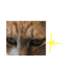 野良猫の日常 その2（個別スタンプ：14）