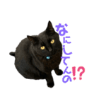 冨樫くろの会話スタンプ①（個別スタンプ：4）