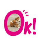 はるろんスタンプ（個別スタンプ：3）