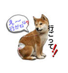 はるろんスタンプ（個別スタンプ：4）