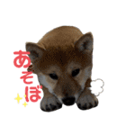 はるろんスタンプ（個別スタンプ：7）