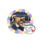 はるろんスタンプ（個別スタンプ：11）